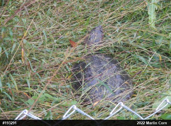 Snapping Turtle