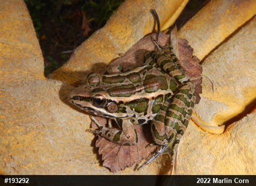 Pickerel Frog