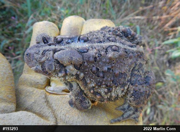 Eastern American Toad
