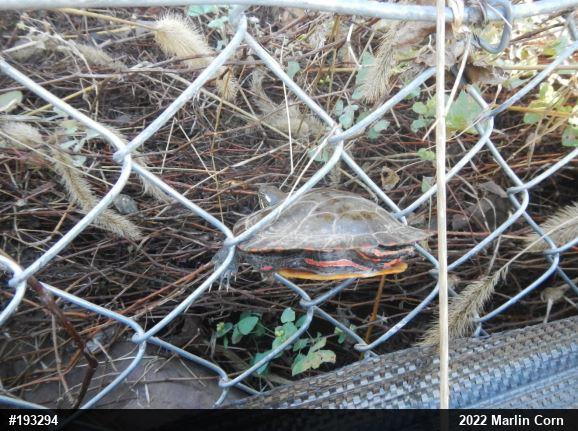 Painted Turtle