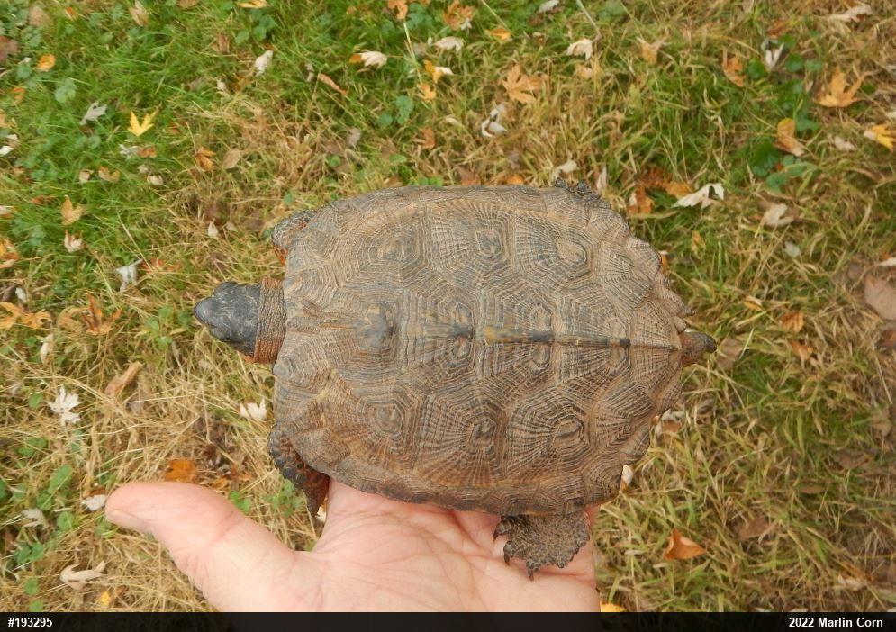 Wood Turtle
