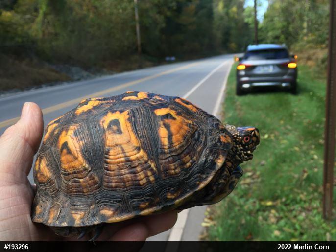 Eastern Box Turtle