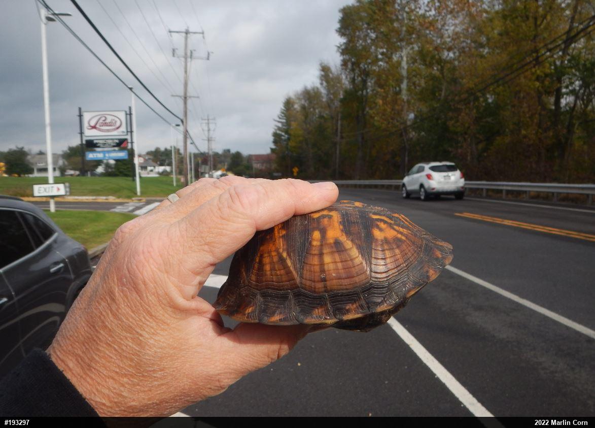 Eastern Box Turtle