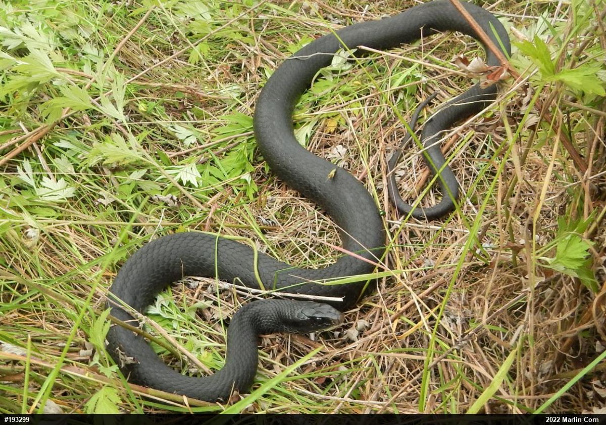 Northern Black Racer
