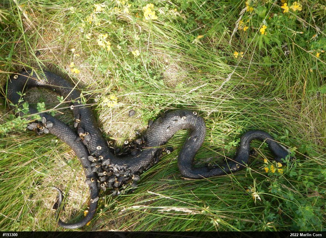 Eastern Ratsnake