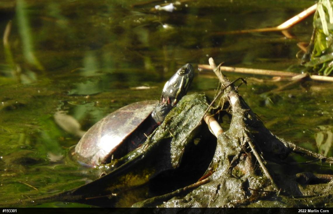 Painted Turtle