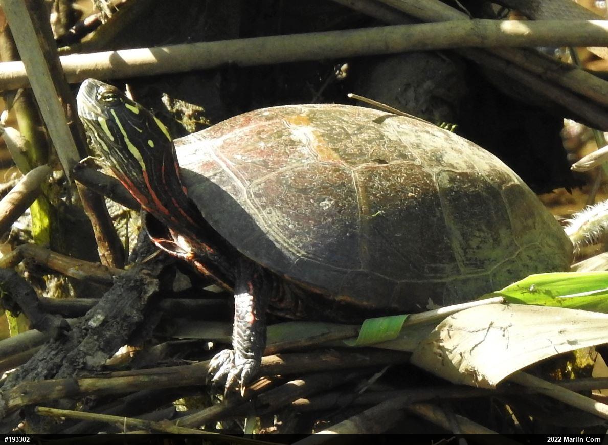 Eastern Painted Turtle
