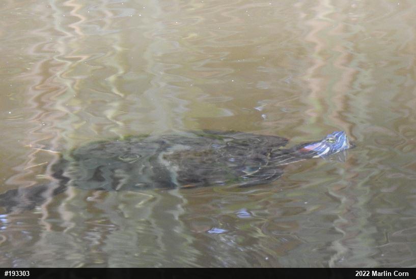 Red-eared Slider