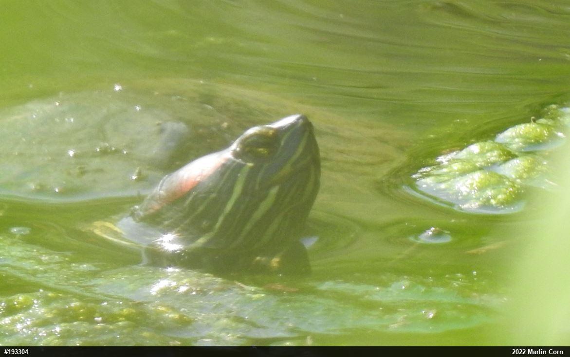 Red-eared Slider
