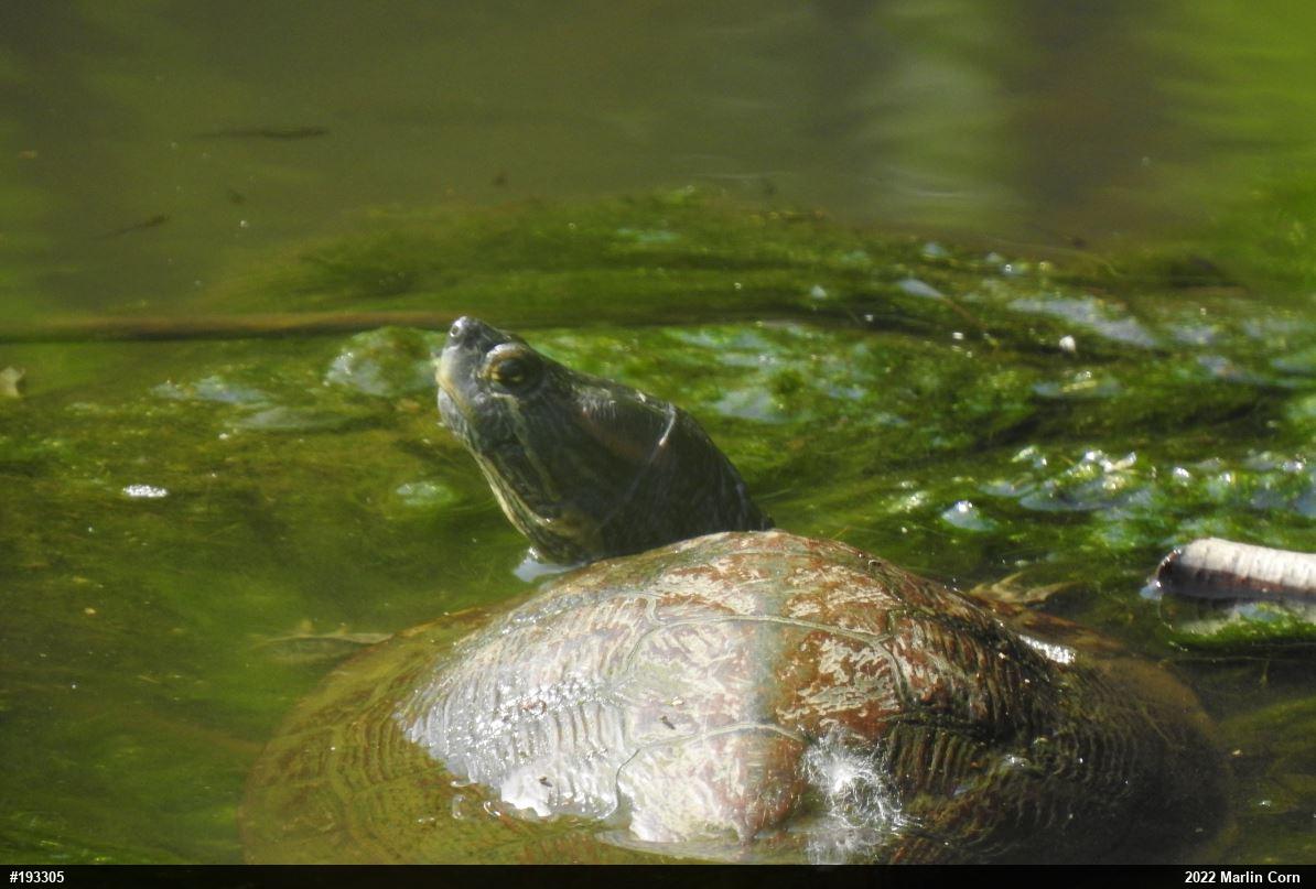 Red-eared Slider