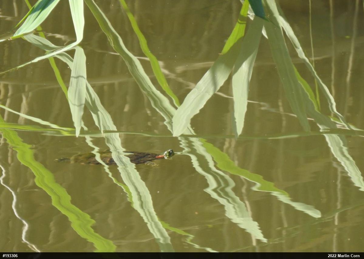 Red-eared Slider