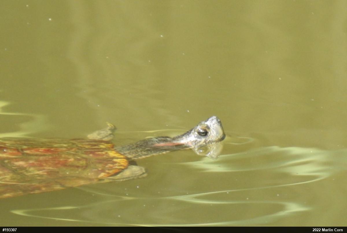 Red-eared Slider