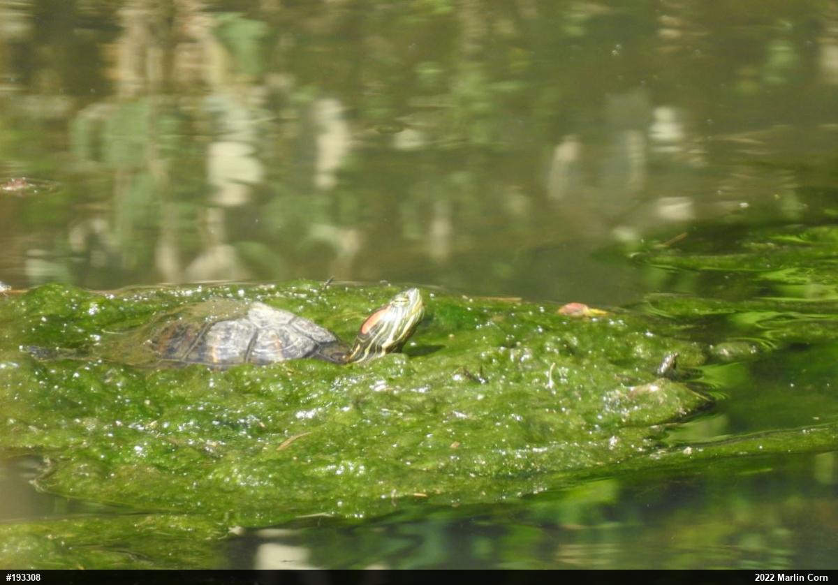 Red-eared Slider