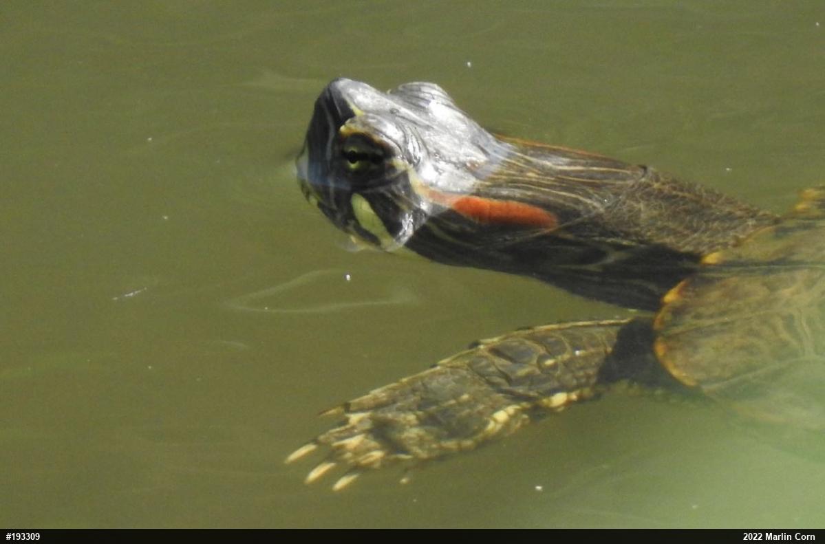 Red-eared Slider