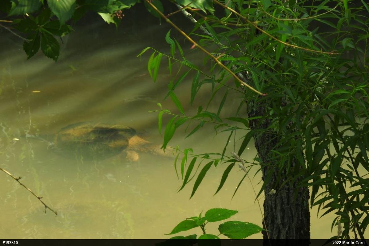 Snapping Turtle