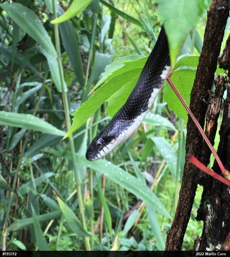 Eastern Ratsnake