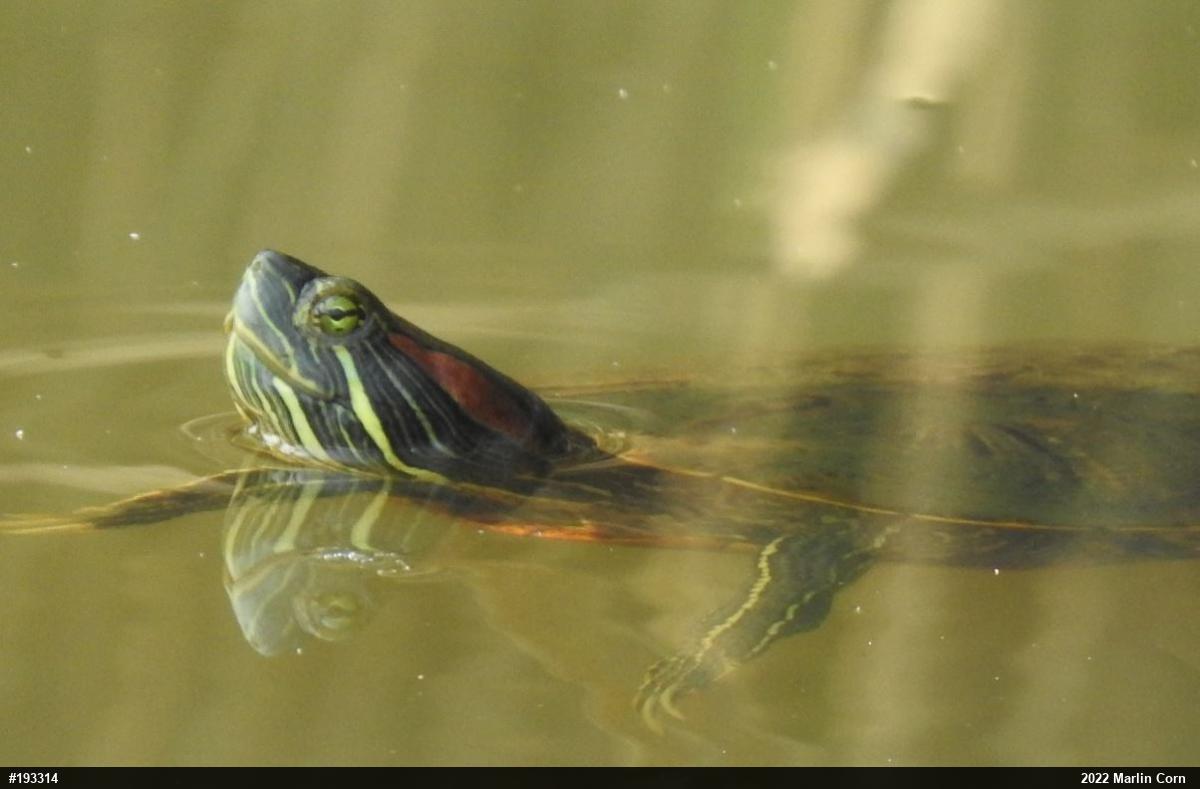 Red-eared Slider