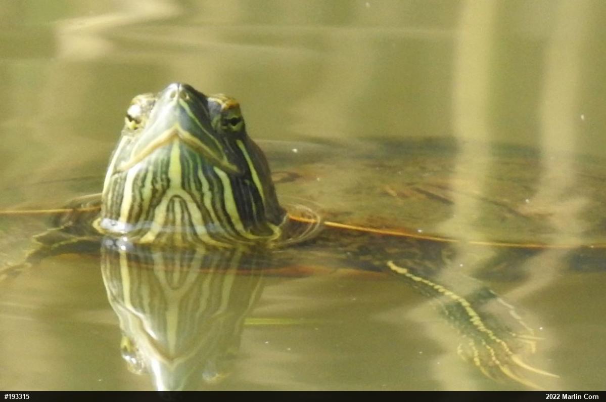 Red-eared Slider