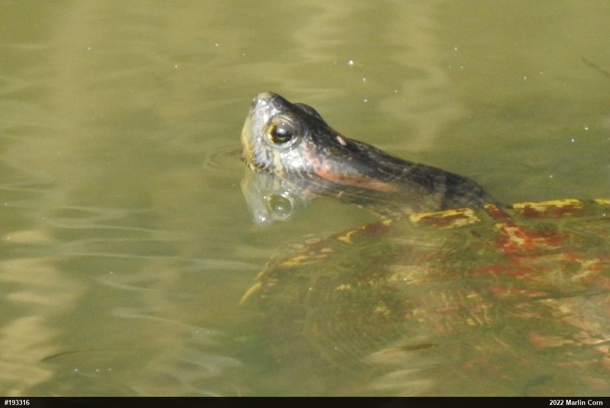Red-eared Slider