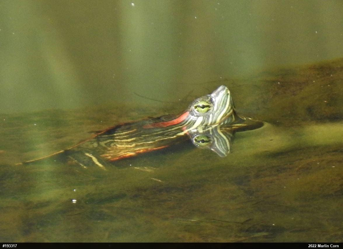 Red-eared Slider