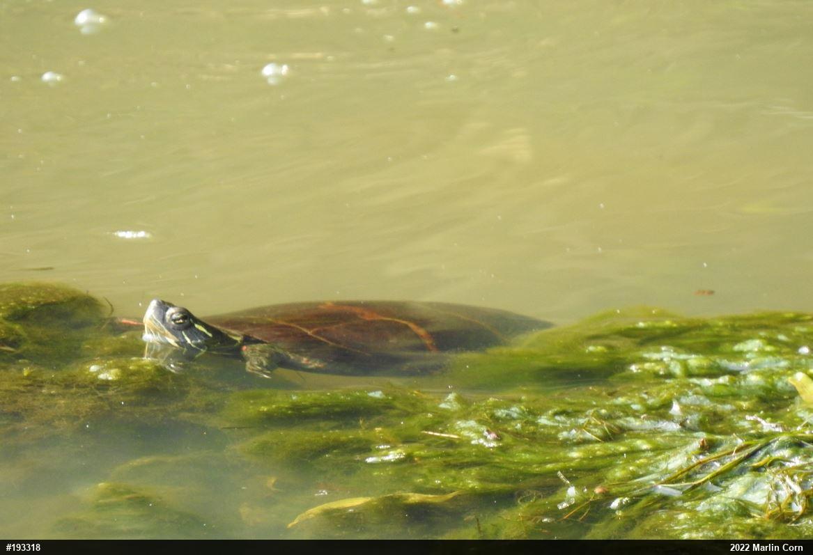 Painted Turtle