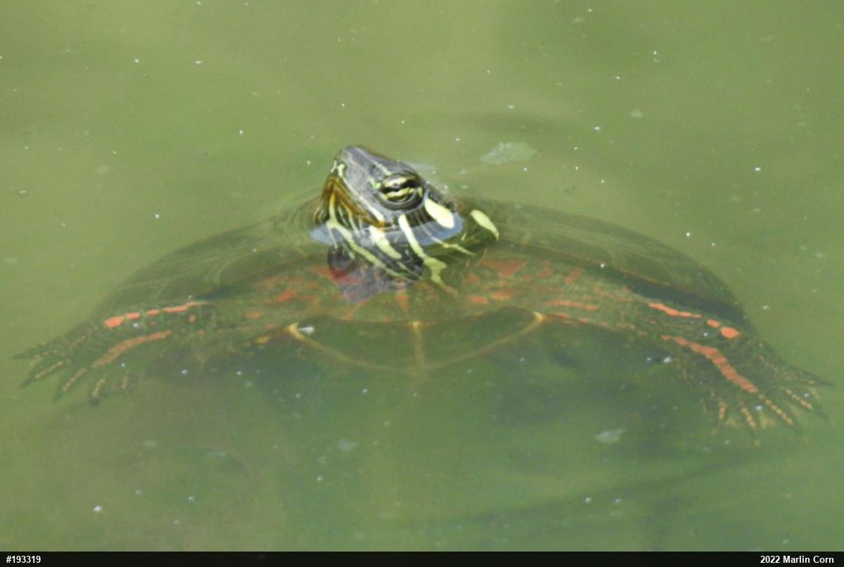 Painted Turtle
