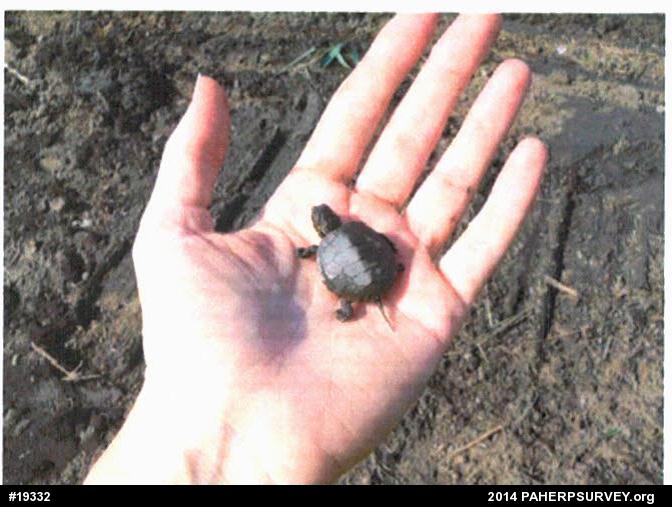 Painted Turtle