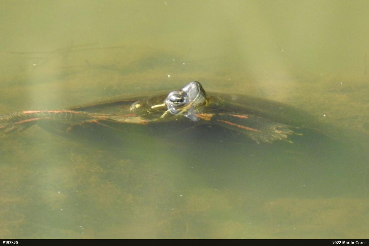 Painted Turtle