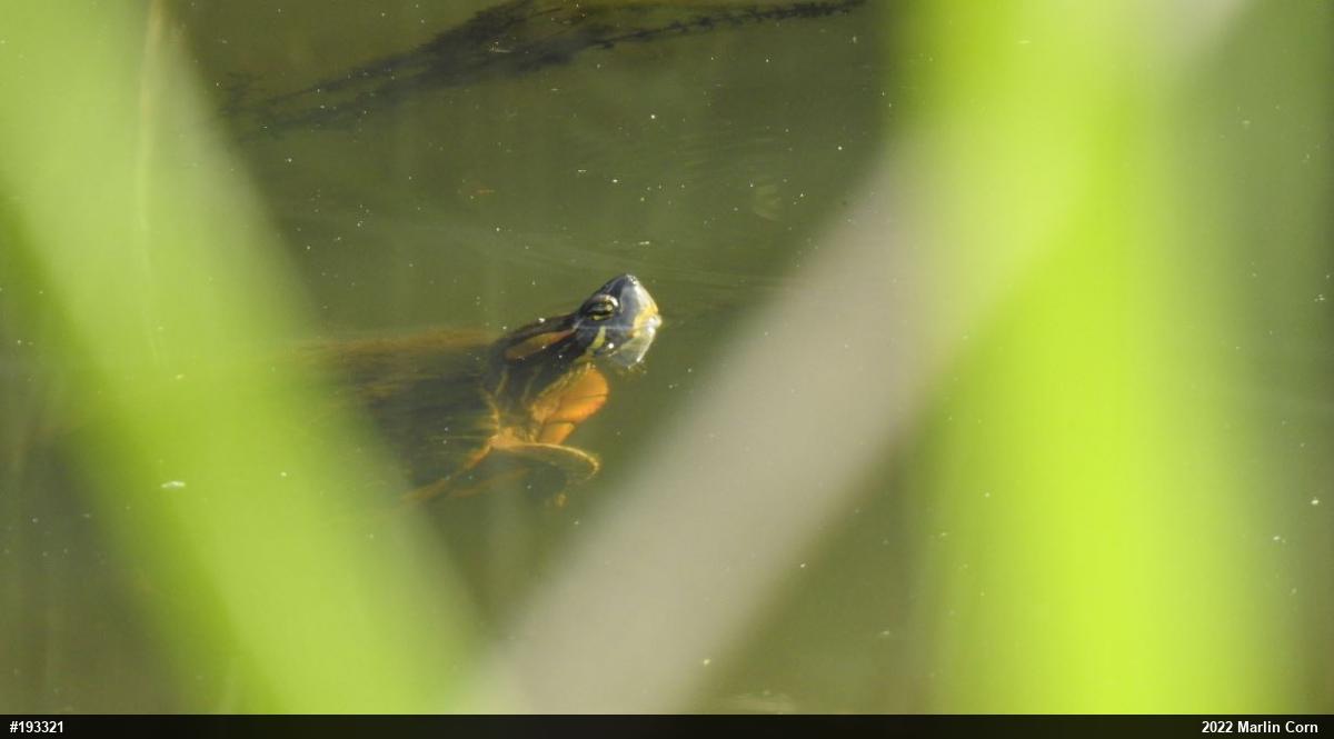 Red-eared Slider
