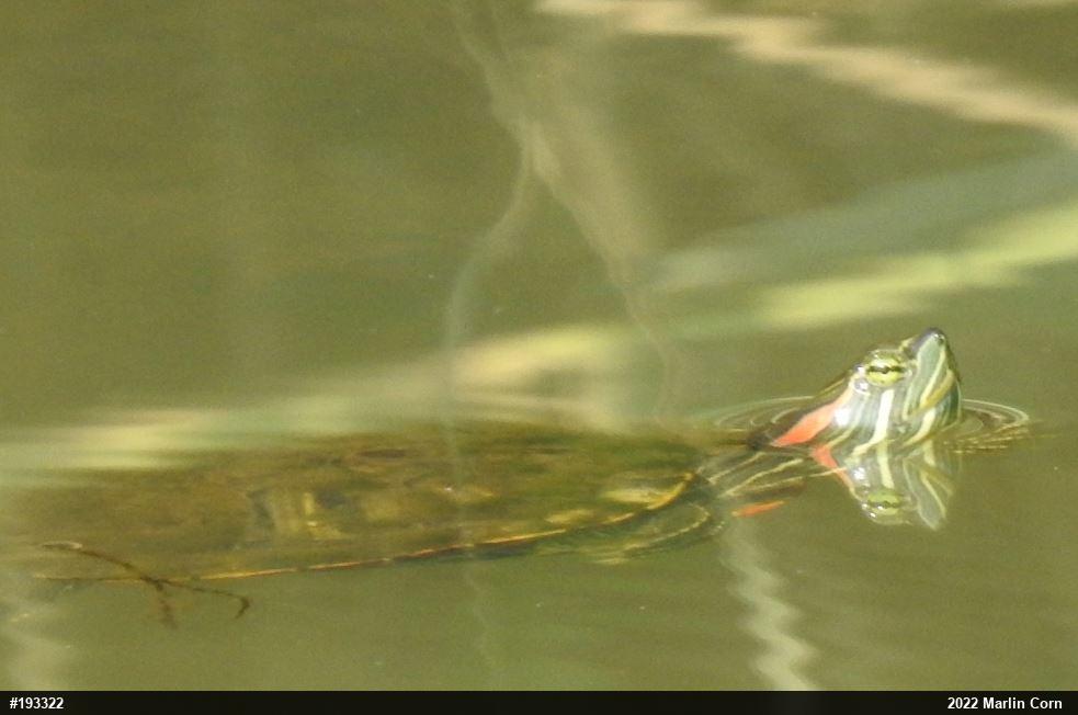 Red-eared Slider