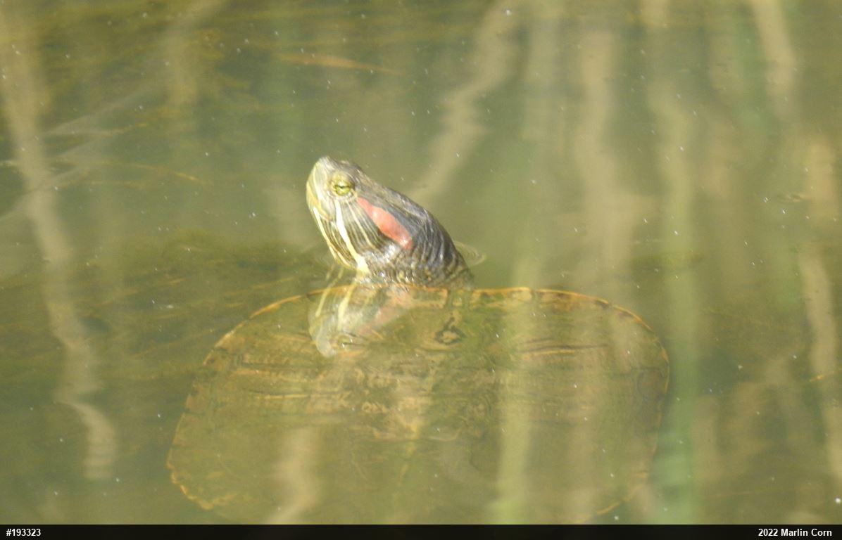 Red-eared Slider