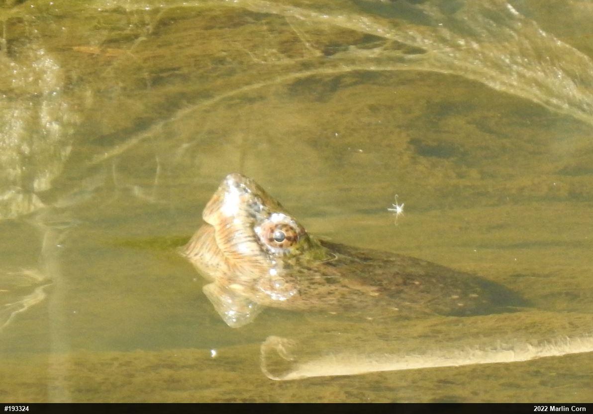 Snapping Turtle