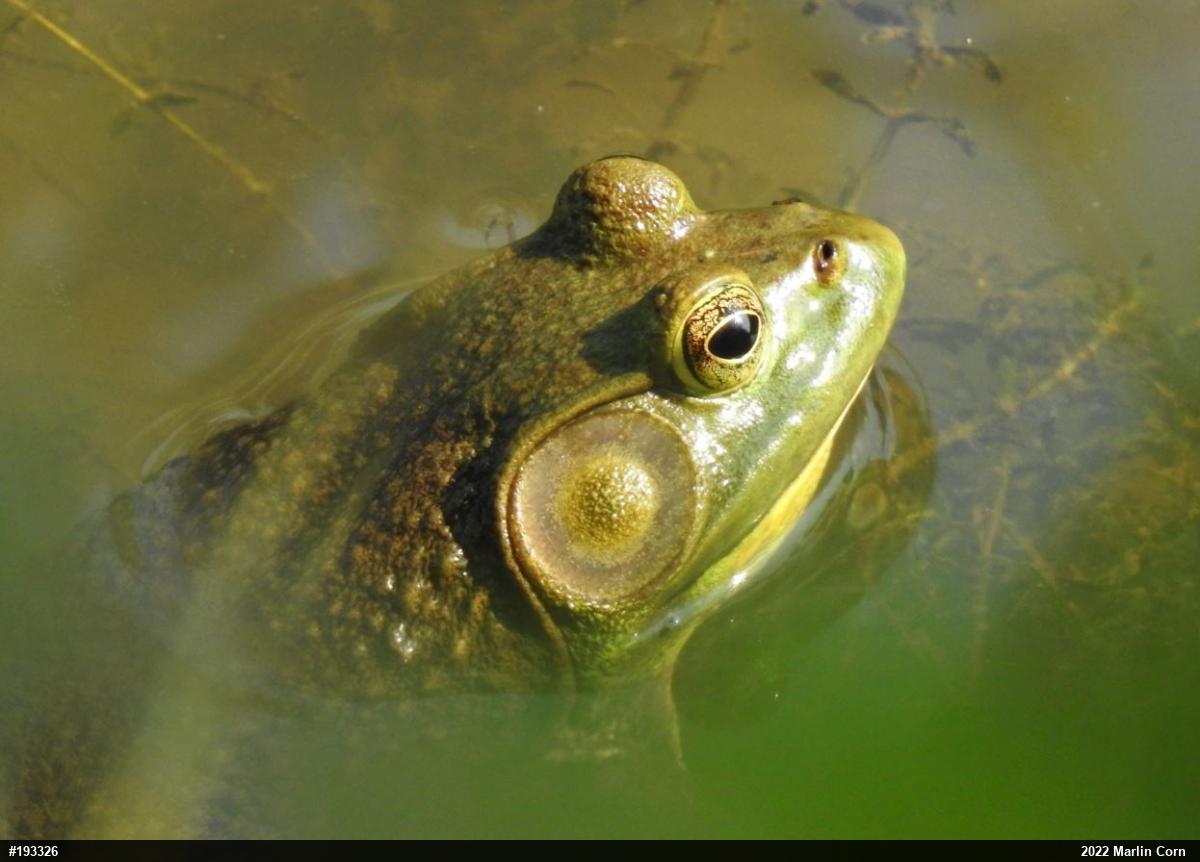 American Bullfrog