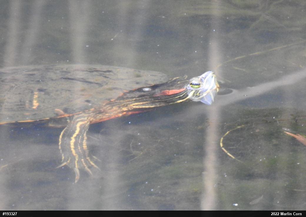 Red-eared Slider