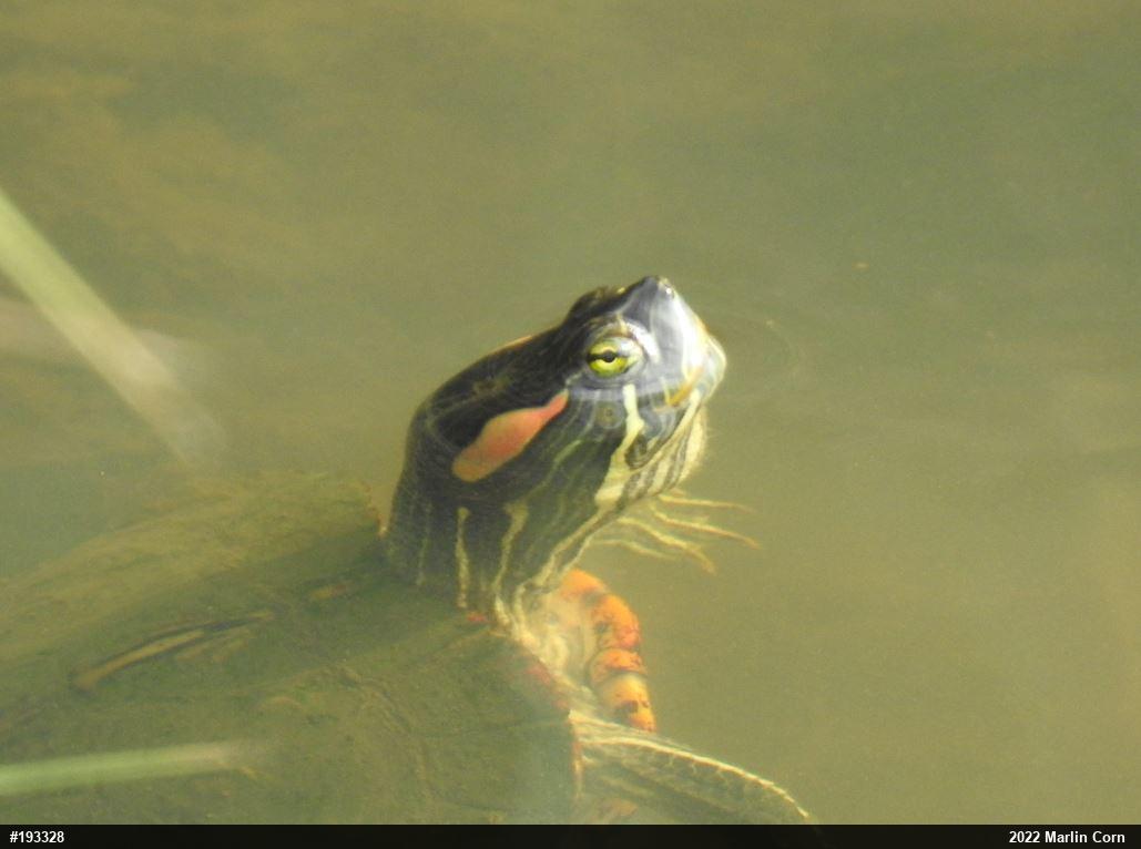 Red-eared Slider