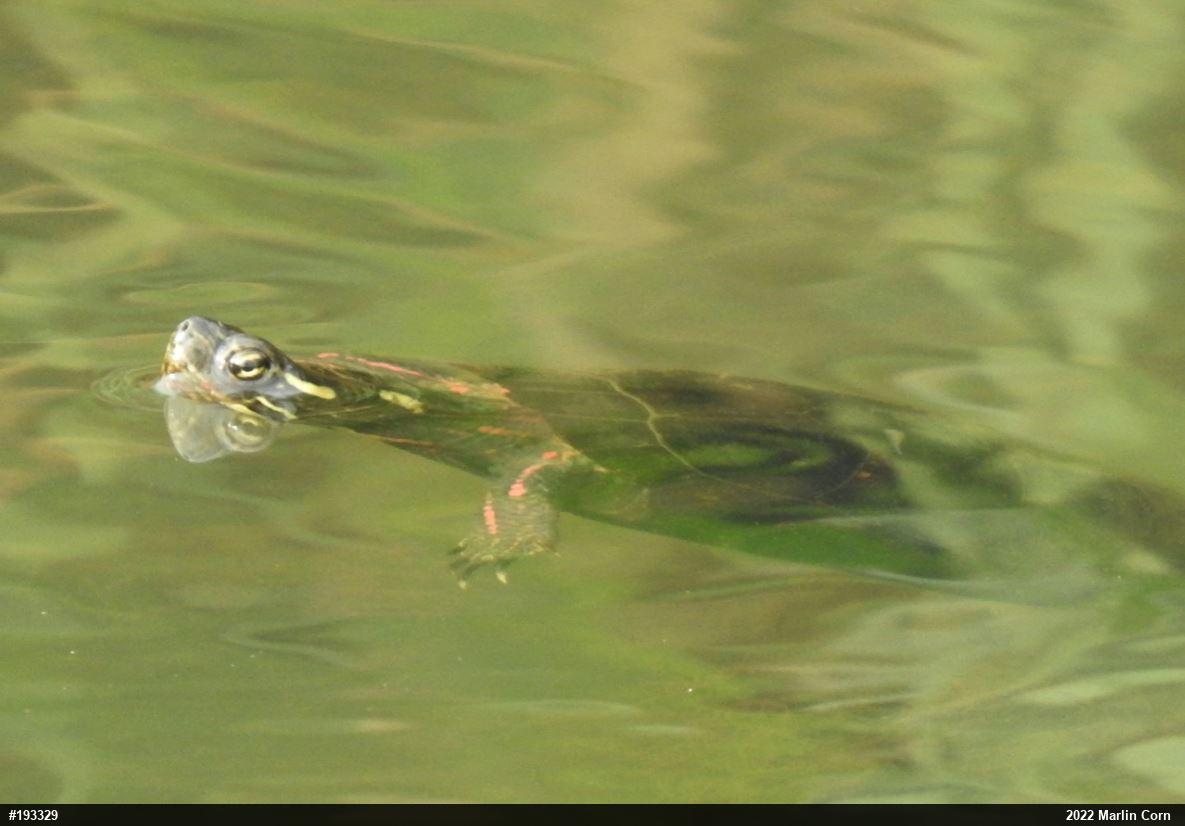 Painted Turtle
