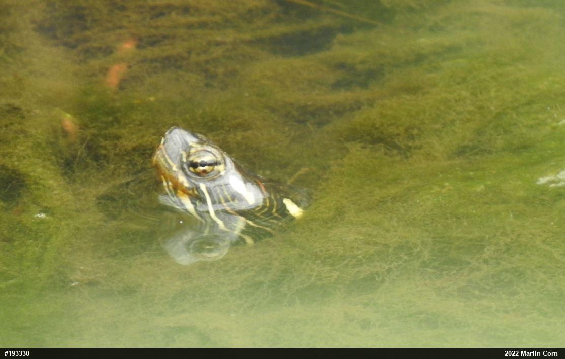 Painted Turtle