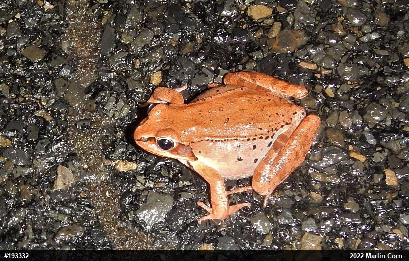 Wood Frog