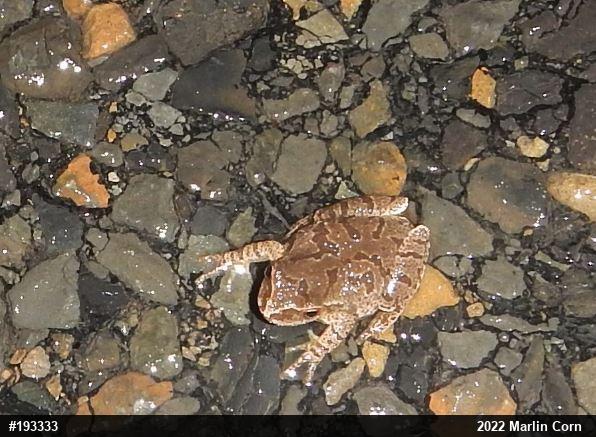 Spring Peeper