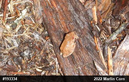 Spring Peeper