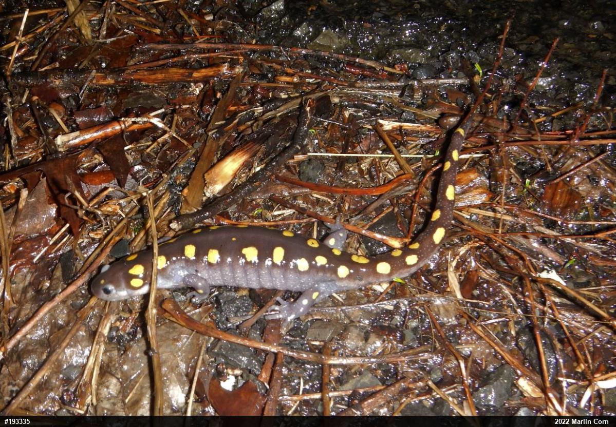 Spotted Salamander