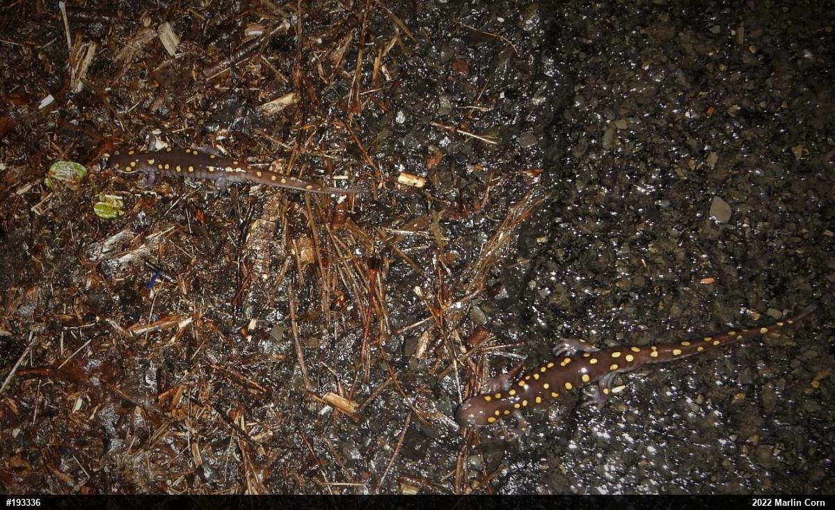 Spotted Salamander