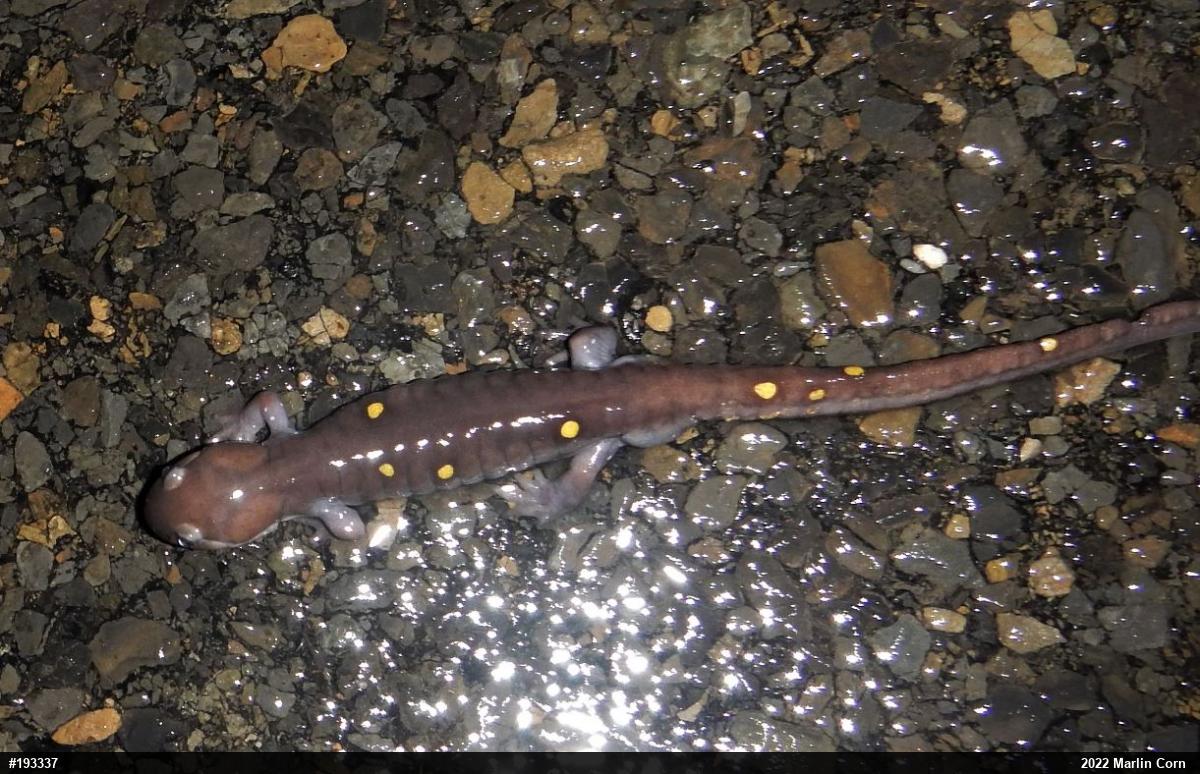 Spotted Salamander