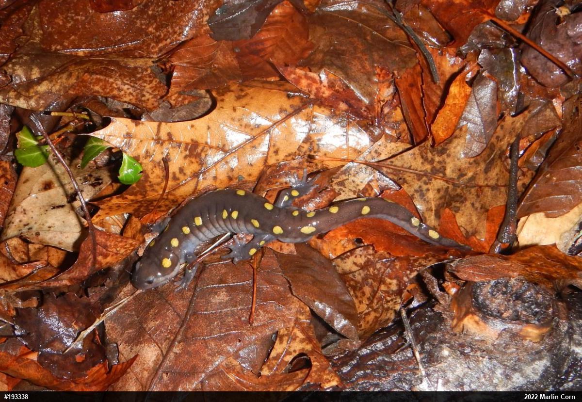 Spotted Salamander