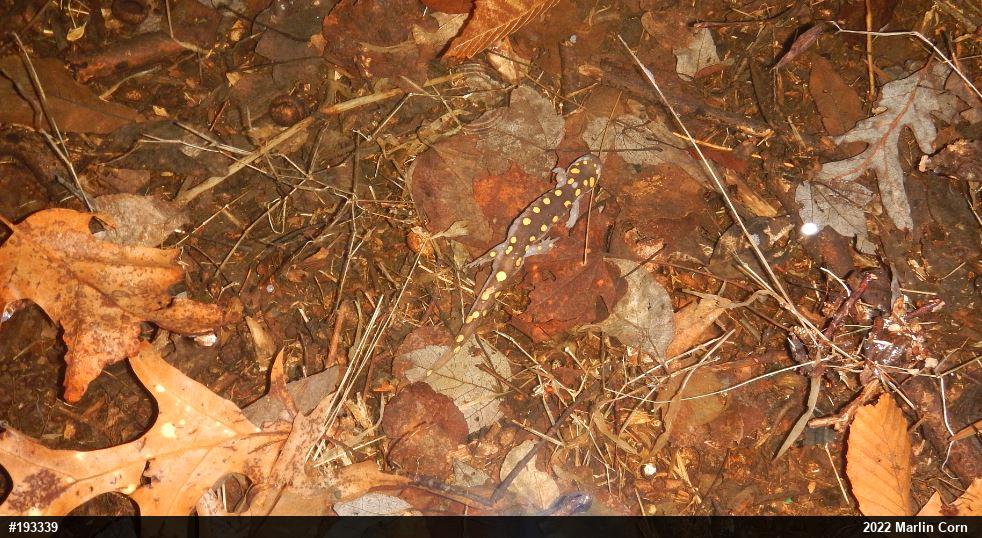 Spotted Salamander