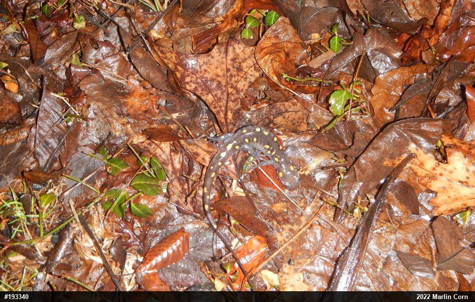 Spotted Salamander