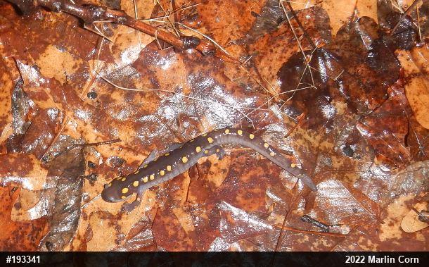 Spotted Salamander