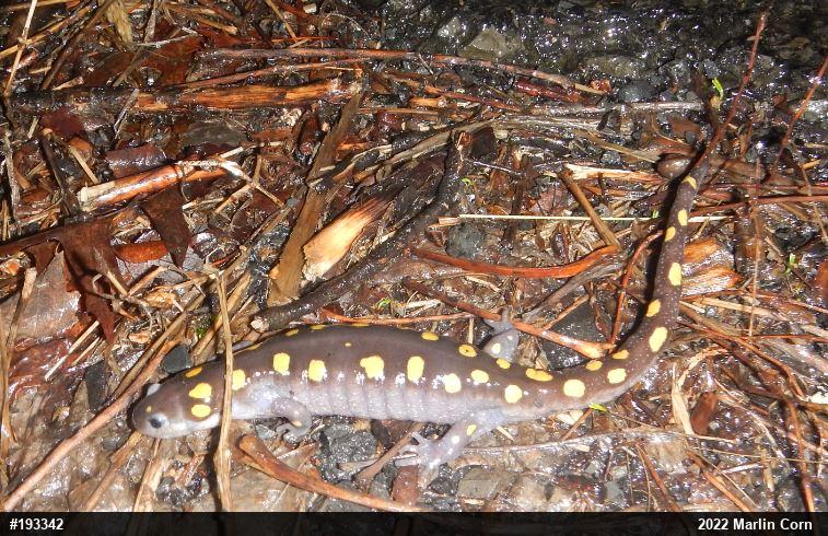 Spotted Salamander