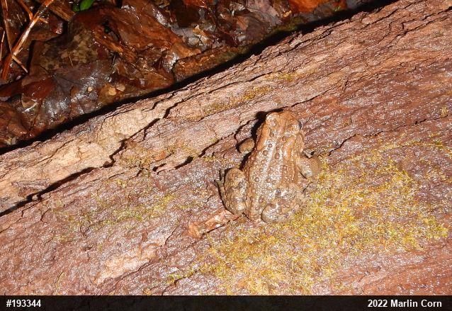 Eastern American Toad
