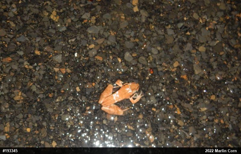 Wood Frog